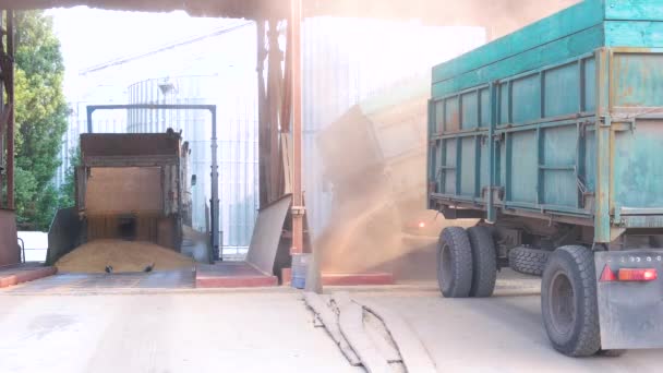 Unloading grain from truck trailers. — Stock Video
