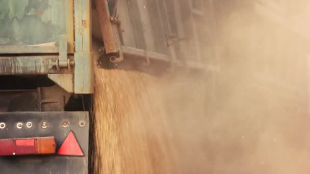 Falling grain from th truck, close up. — Stock Video