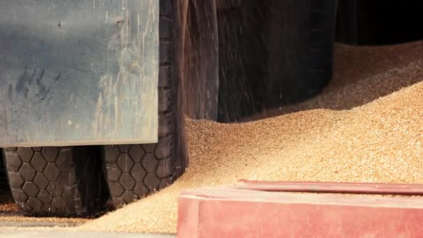 穀物トウモロコシ、スローモーションのリーク. — ストック動画