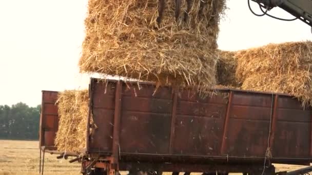 Folding hay stacks. — Stock Video