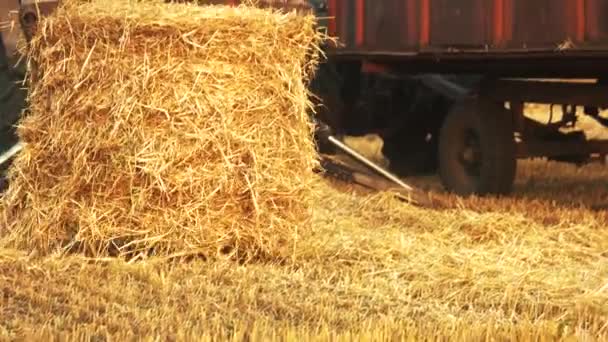Agarrar Plegar Heno Tractor Con Agarrador Horquillas Tomando Paja — Vídeos de Stock