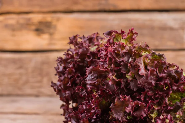 Hojas de ensalada, lechuga morada . —  Fotos de Stock