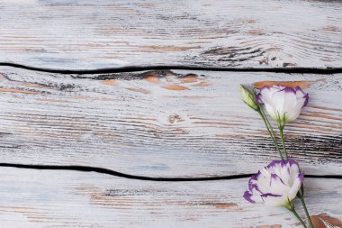 Eustoma çiçek ahşap üzerine.