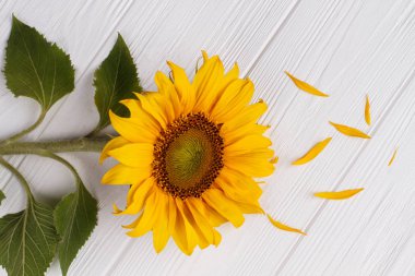 Ayçiçeği ile düşen yapraklar, yakın çekim.