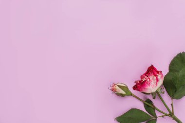 Nadir kuru siyah ejder pembe gül.
