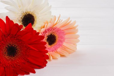 Gerber papatya çiçekler, yakın çekim.