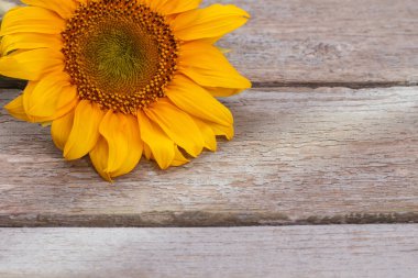 Renkli olgunlaşmamış ayçiçeği kafa.