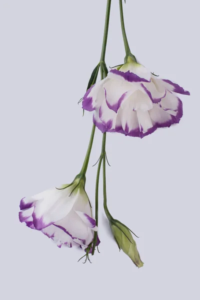 Flores de eustoma isoladas em branco . — Fotografia de Stock