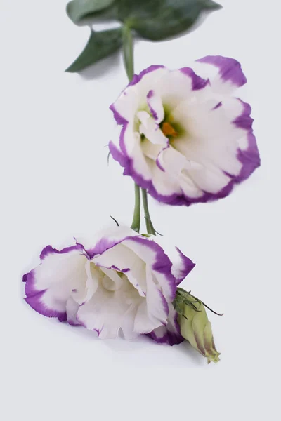 İki eustoma çiçek yakın çekim. — Stok fotoğraf