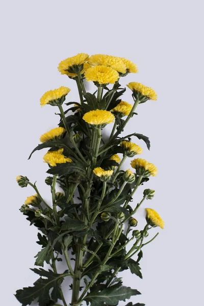 Μπουκέτο λουλούδια κίτρινα Ντάλια. — Φωτογραφία Αρχείου
