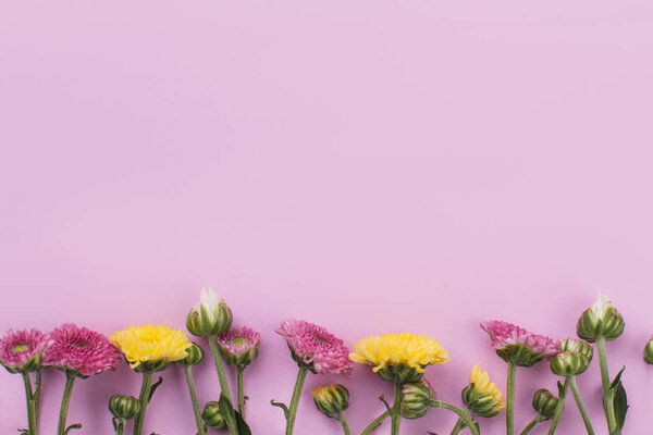 Row of unripe flowers on pink background.