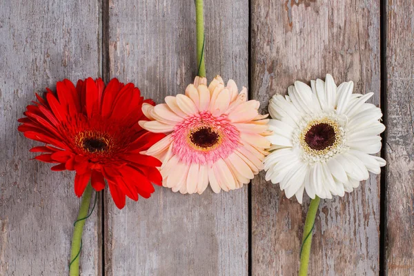 Tres flores de margarita gerber multicolores en madera . — Foto de Stock