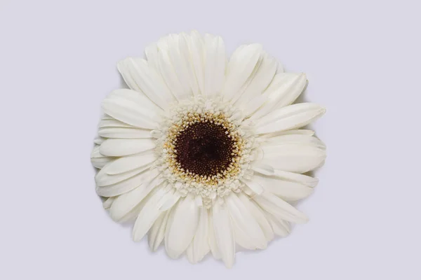 Flor de margarida gerber branca isolada em branco . — Fotografia de Stock