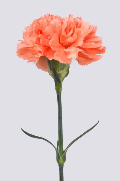 Una sola flor de clavel naranja . —  Fotos de Stock