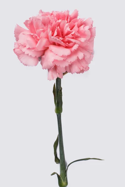 Satu bunga anyelir merah muda tunggal . — Stok Foto