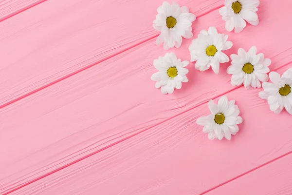 Arrangement de fleurs de marguerite blanche camomille sur bois rose . — Photo