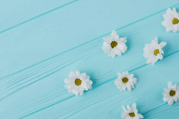Λευκό χαμομήλι λουλούδι σε μπλε ξύλο. — Φωτογραφία Αρχείου