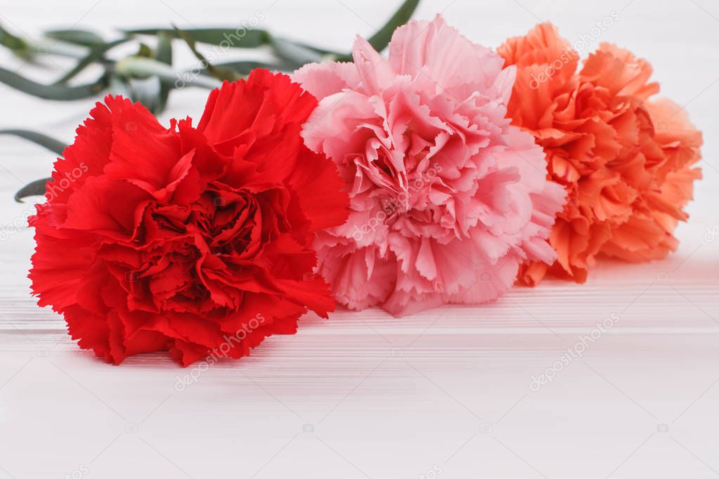 Three carnation flowers.