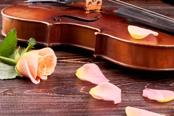 Vieux violon et pétales roses de rose . — Photo