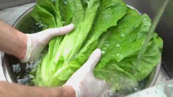 Руки мыть зеленый салат . — стоковое видео