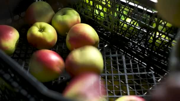 Manzanas en una caja . — Vídeo de stock