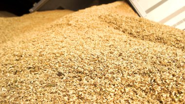 Buğday yığın yığın yakın çekim.