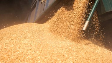 Tahıl dökme yakın çekim.