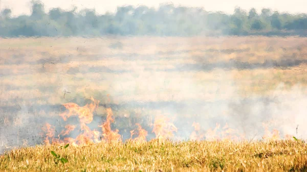 Пожежа горить на полі . — стокове фото
