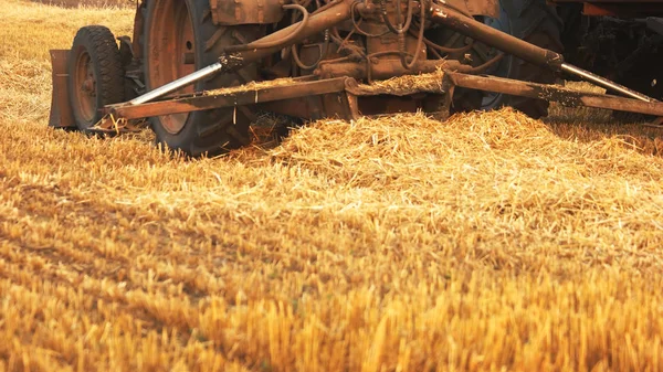 Старий трактор їде в жовтому полі і збирає врожай . — стокове фото