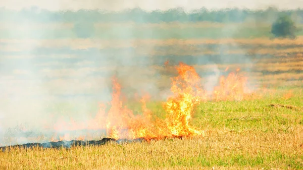 सूखे घास के कारण वन क्षेत्र आग . — स्टॉक फ़ोटो, इमेज