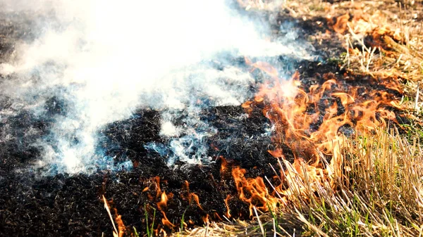 Вогонь трава весни . — стокове фото