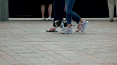İki kız ile küçük tüylü köpek yürümek.