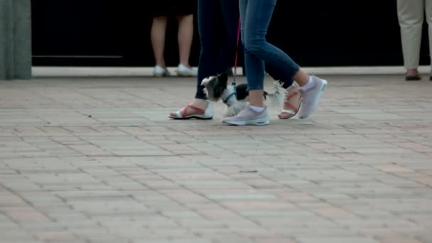 Duas meninas andando com pouco cão peludo . — Vídeo de Stock