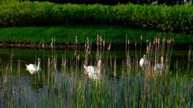 Park lake beyaz kuğu ile.
