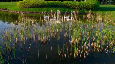 Beyaz Kuğu gölet üzerinde yüzen grubu.