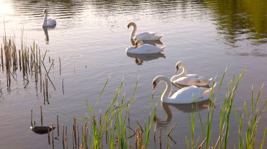 su üzerinde yüzen beyaz kuğu.