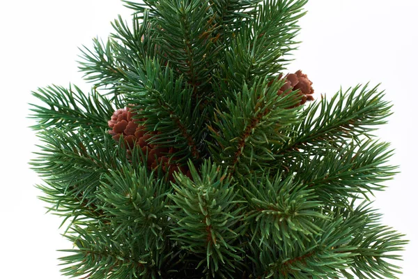 Close up Christmas tree with cones. — Stock Photo, Image