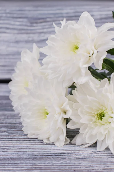 Λευκά λουλούδια χρυσάνθεμα σε ξύλινο φόντο. — Φωτογραφία Αρχείου