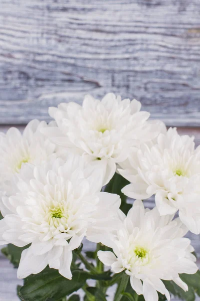 Свіжі білі хризантеми фон . — стокове фото
