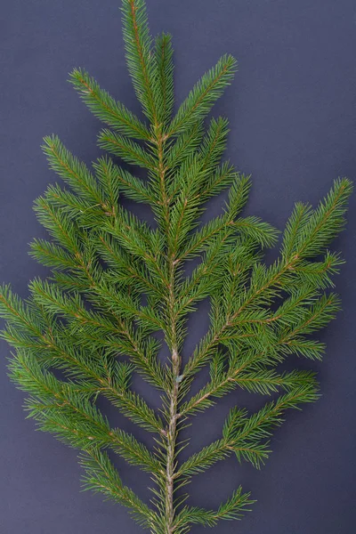 Ramo dell'albero di Natale su sfondo scuro . — Foto Stock