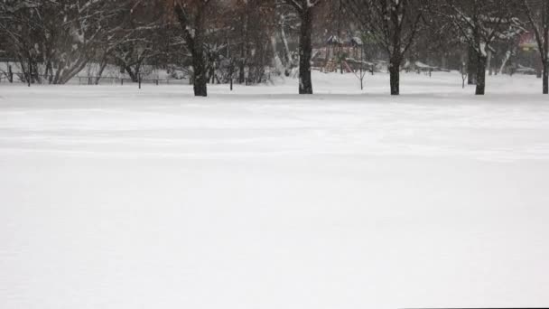 Падающий снег покрывает деревья . — стоковое видео