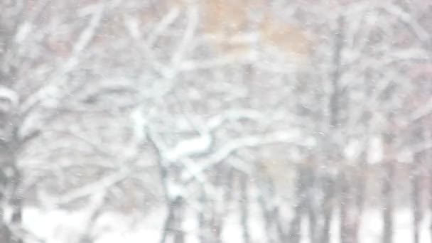 Blizzard op winter bos achtergrond. — Stockvideo