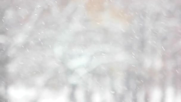 Cerca de nieve cayendo . — Vídeos de Stock