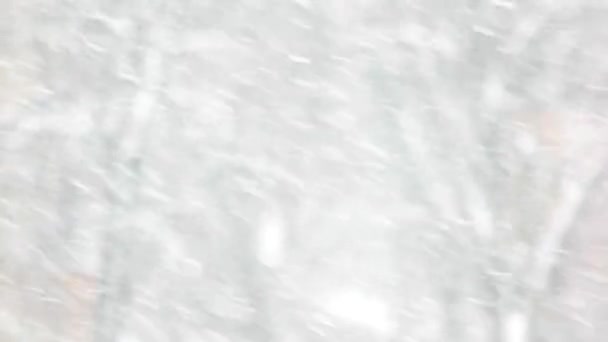 Schneesturm auf winterlichem Waldhintergrund. — Stockvideo