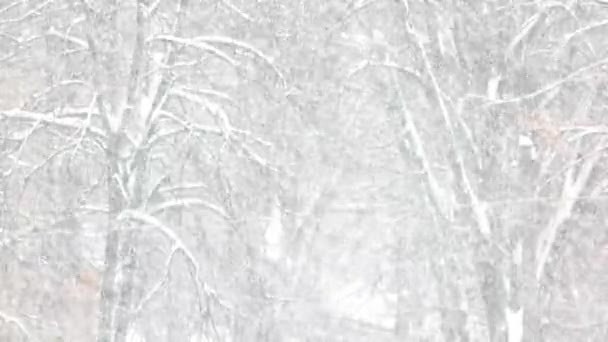 Zimowy śnieżny krajobraz. — Wideo stockowe