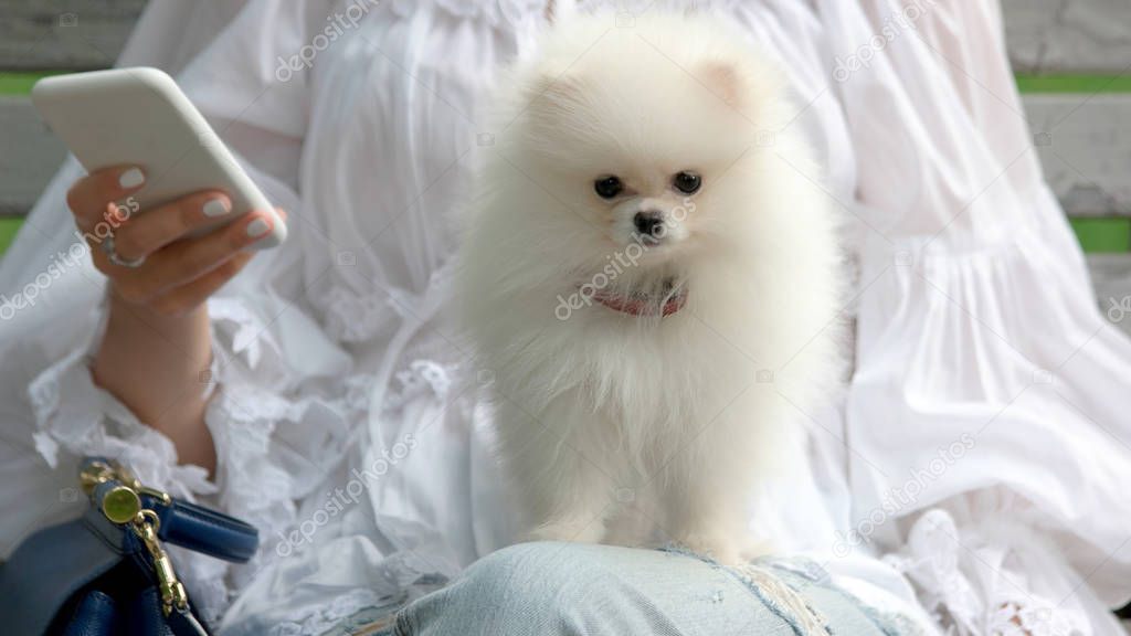 Adorable white pomeranian puppy.
