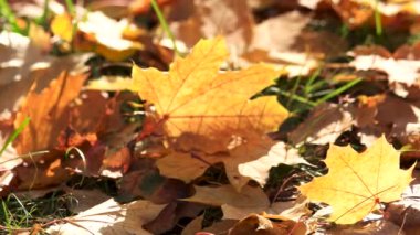 Çimenlerin üzerinde renkli sonbahar yaprakları.
