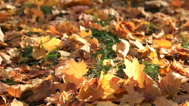 Herbstblätter Auf Grünem Gras Sonnenstrahl Auf Gelben Herbstblättern Schöner Herbsthintergrund — Stockvideo