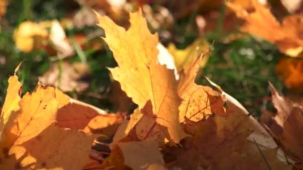 牧草地で乾燥した秋葉を閉じる. — ストック動画