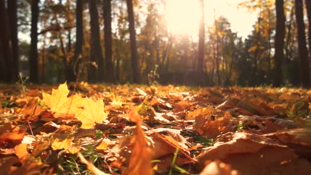 Hojas amarillas en el suelo en el parque de otoño. — Vídeo de stock